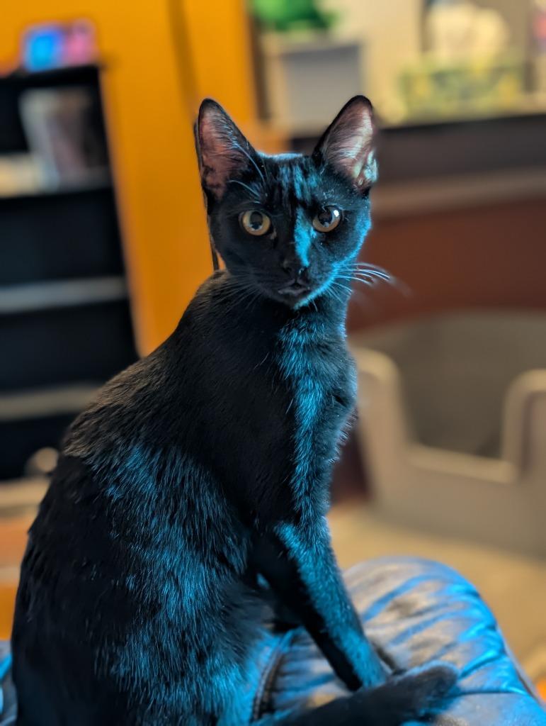 Enlarge Tamber25F, a Adoptable mixed breed in Youngsville, NC image 3/4