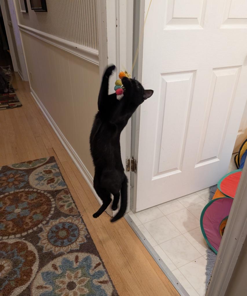 Tamber25F, a Adoptable mixed breed in Youngsville, NC image 3/4