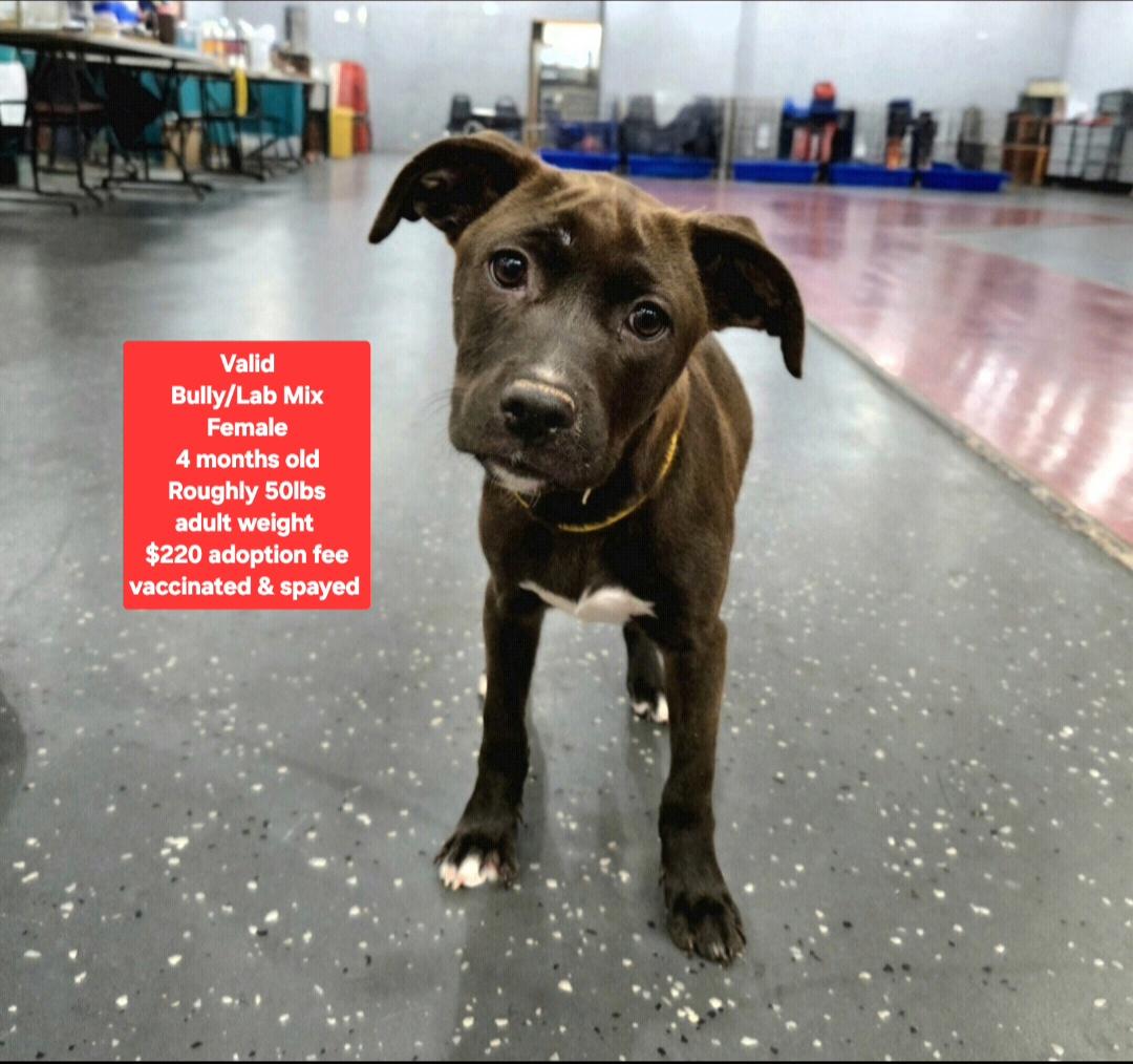 Enlarge Valid, a ADOPTABLE mixed breed in Oviedo, FL image 1/1