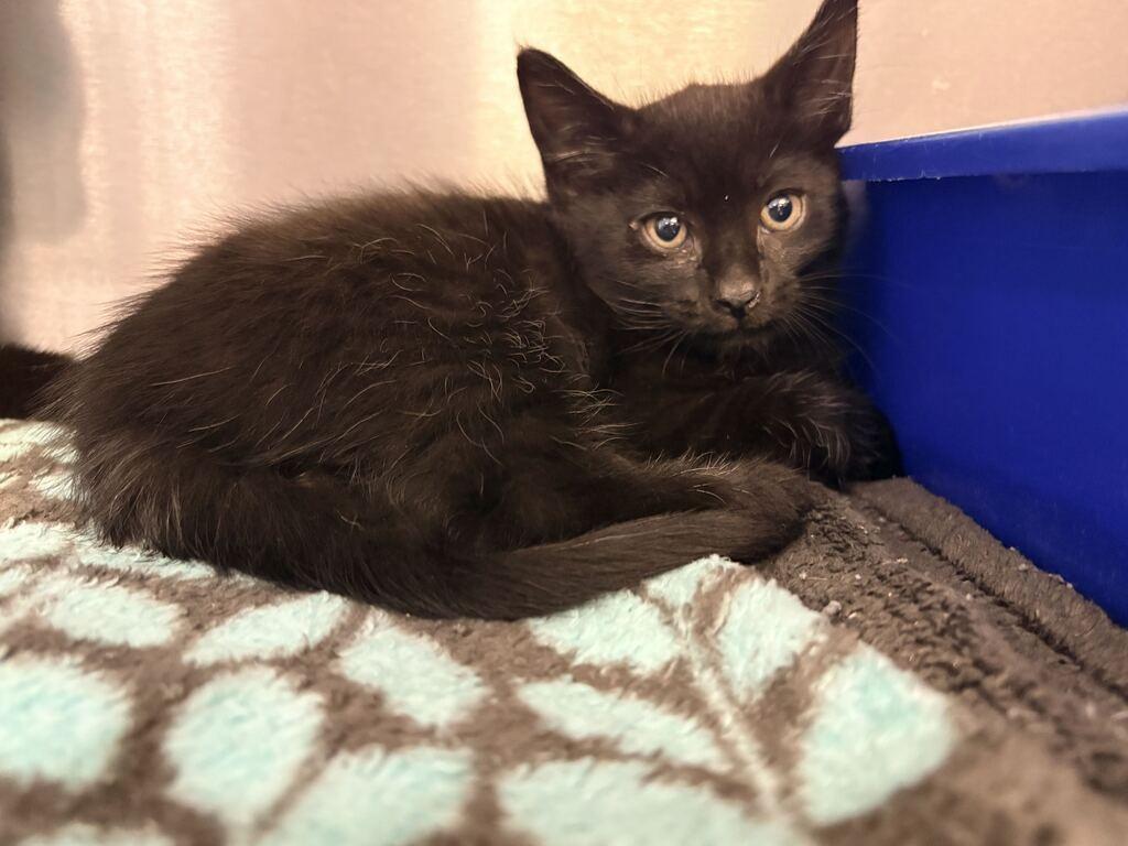 HA HA, Adoptable, Kitten Female Domestic Medium Hair.