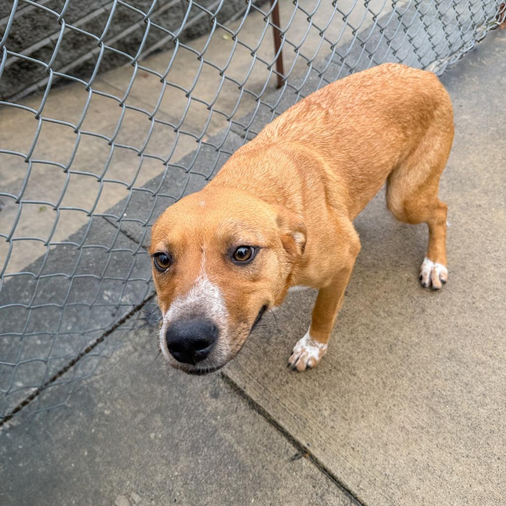 Davina, Adoptable, Adult Female Hound & Mixed Breed.