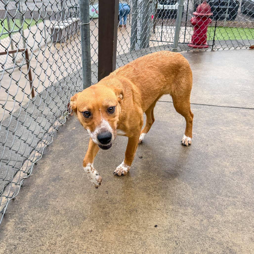 Davina, a Adoptable mixed breed in Gainesville, GA image 3/6