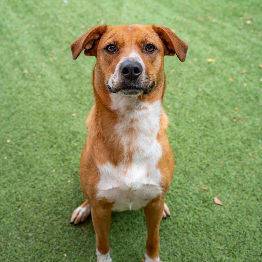 Davina, a Adoptable mixed breed in Gainesville, GA image 5/6