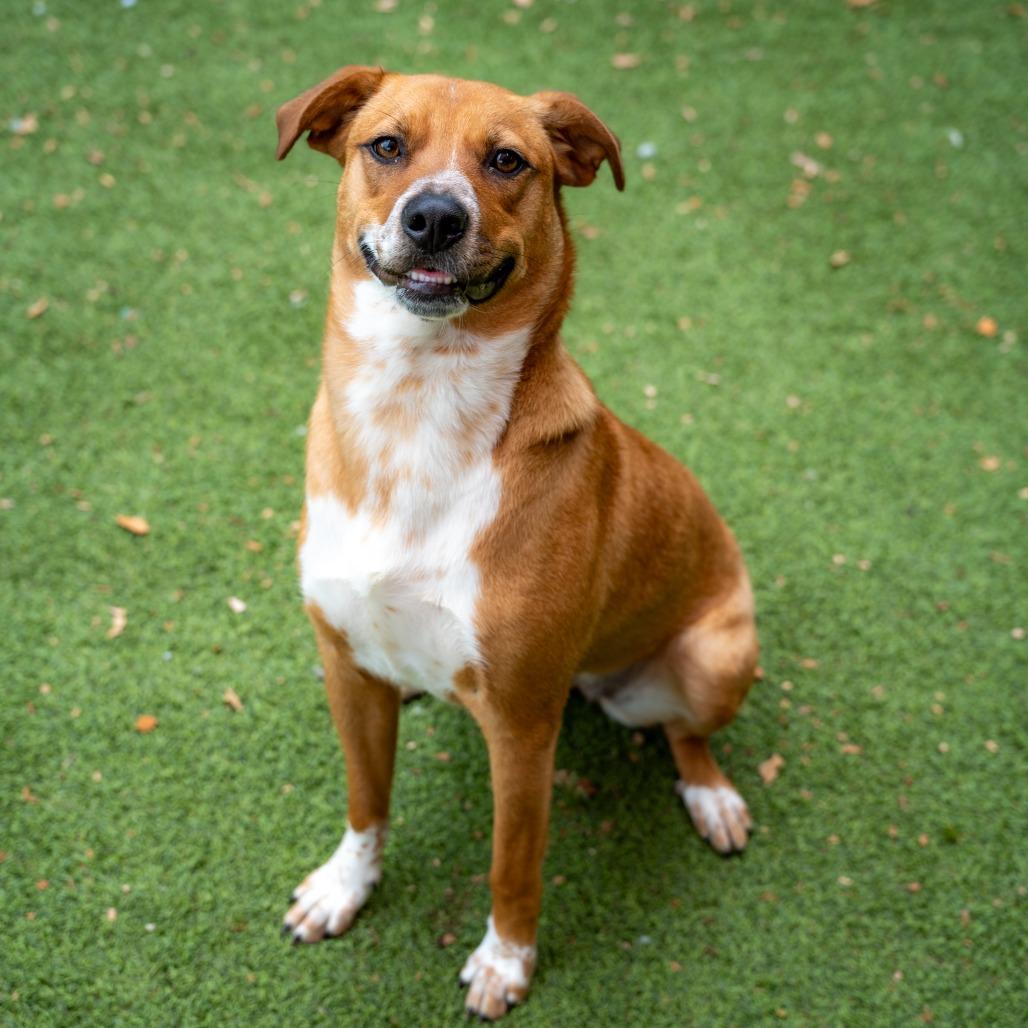 Davina, a Adoptable mixed breed in Gainesville, GA image 6/6