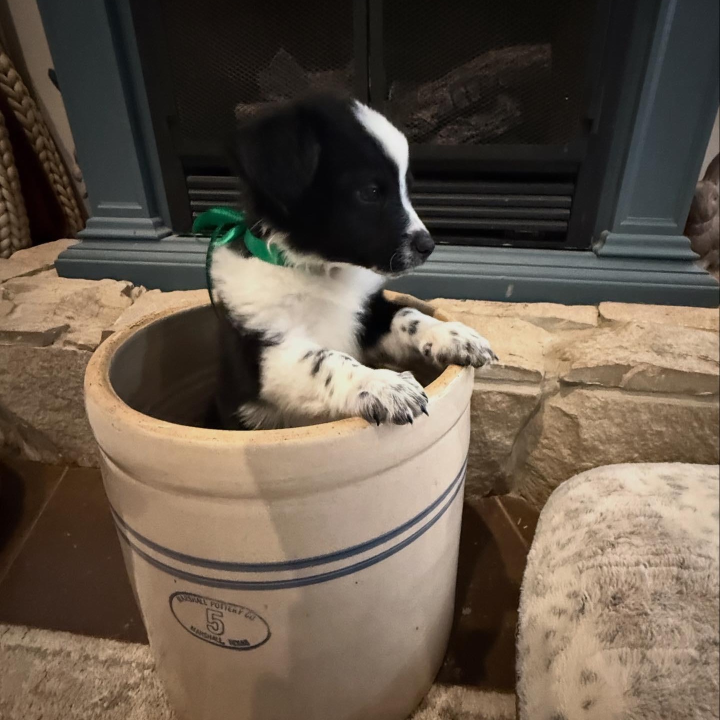 Enlarge Tango, a ADOPTABLE Australian Shepherd in Hatfield, PA image 4/5