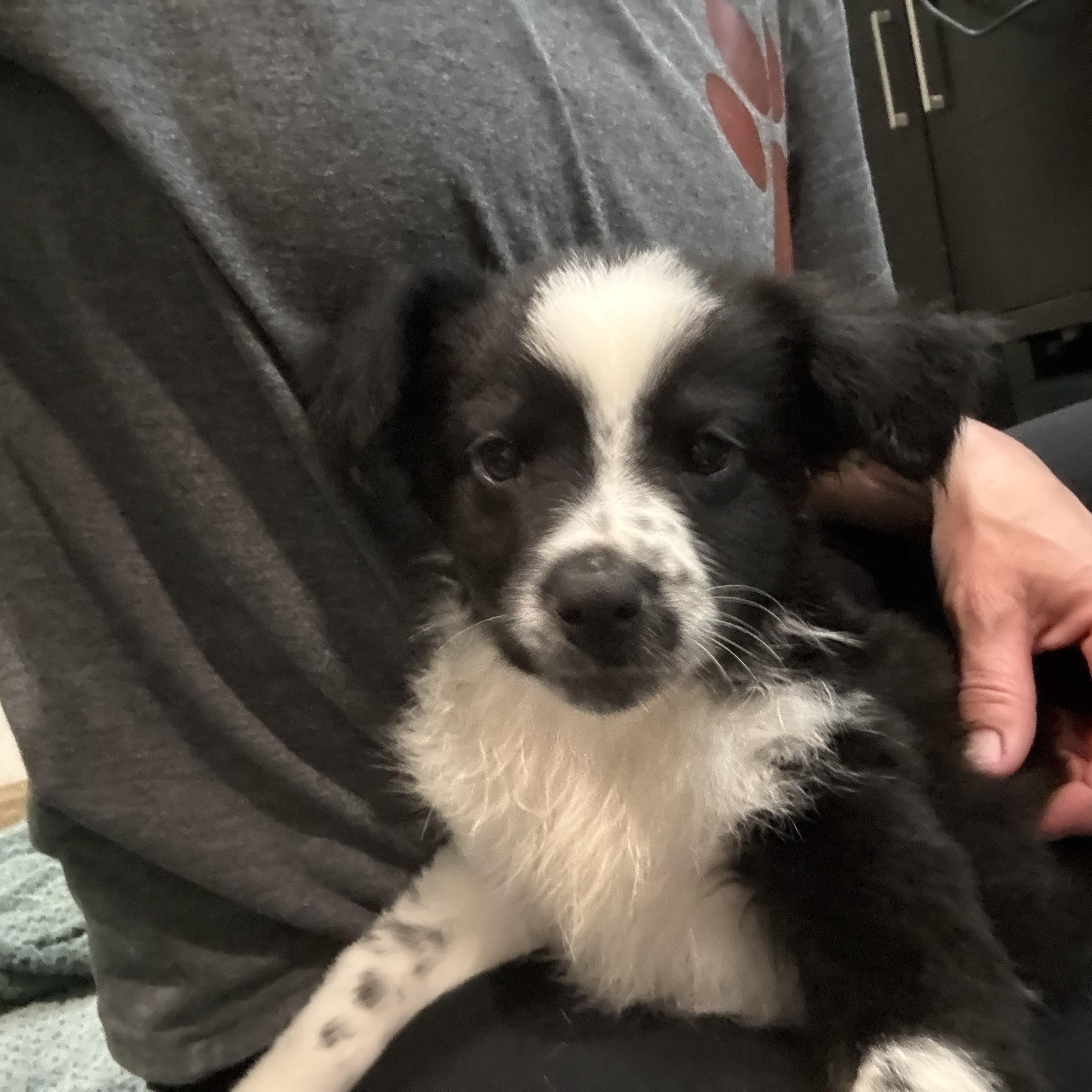 Enlarge Tango, a ADOPTABLE Australian Shepherd in Hatfield, PA image 2/5