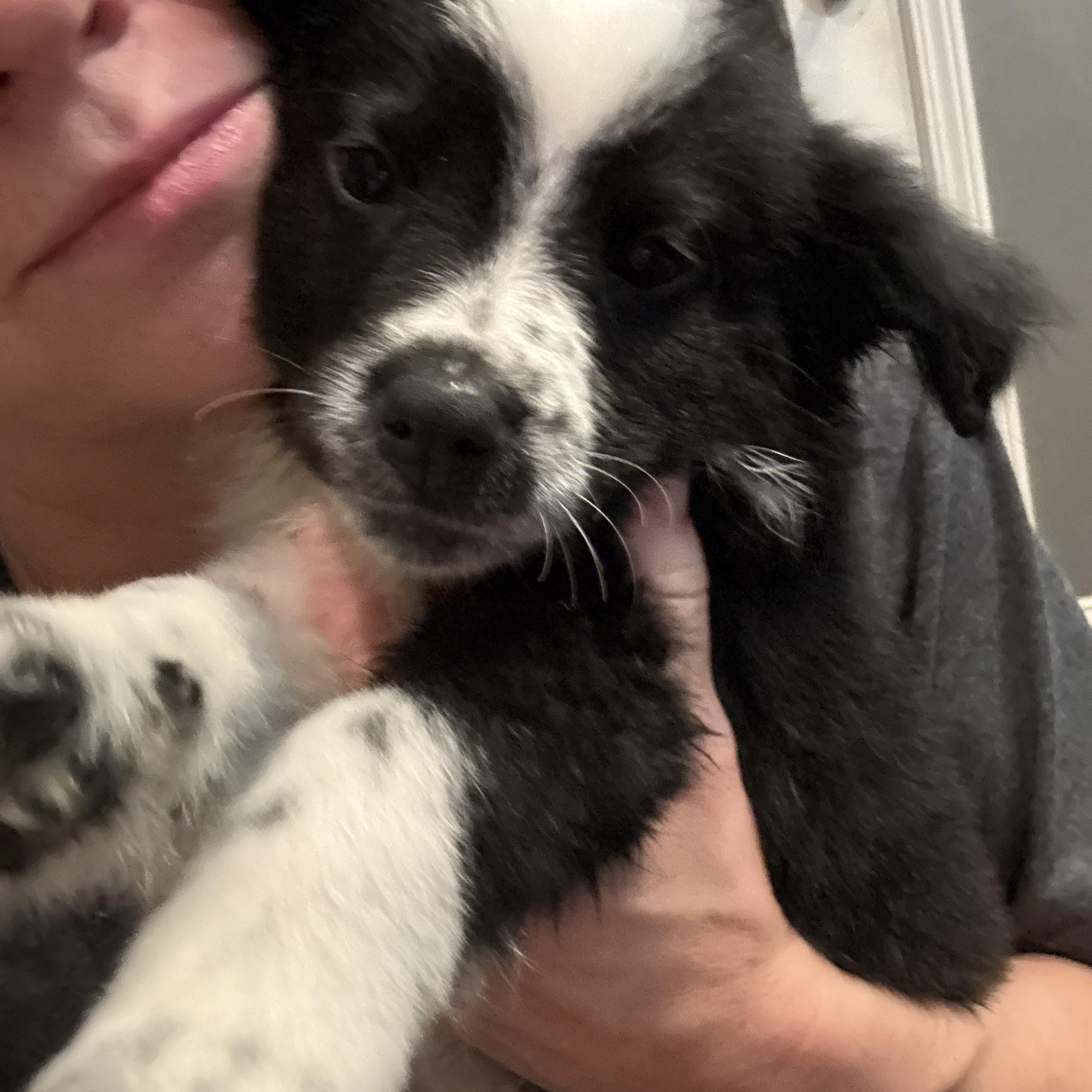 Enlarge Tango, a ADOPTABLE Australian Shepherd in Hatfield, PA image 3/5