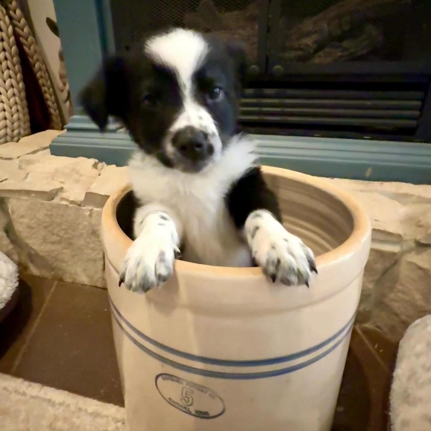 Enlarge Tango, a ADOPTABLE Australian Shepherd in Hatfield, PA image 1/5