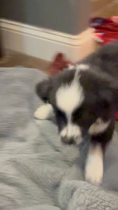 Enlarge Tango, a ADOPTABLE Australian Shepherd in Hatfield, PA video 5/5