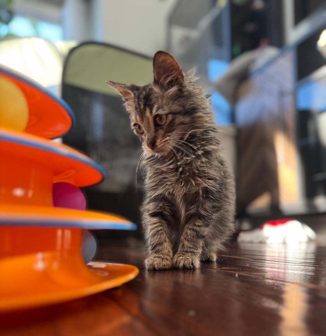 Hercules, a Adoptable Domestic Medium Hair in Terrell, TX image 1/3