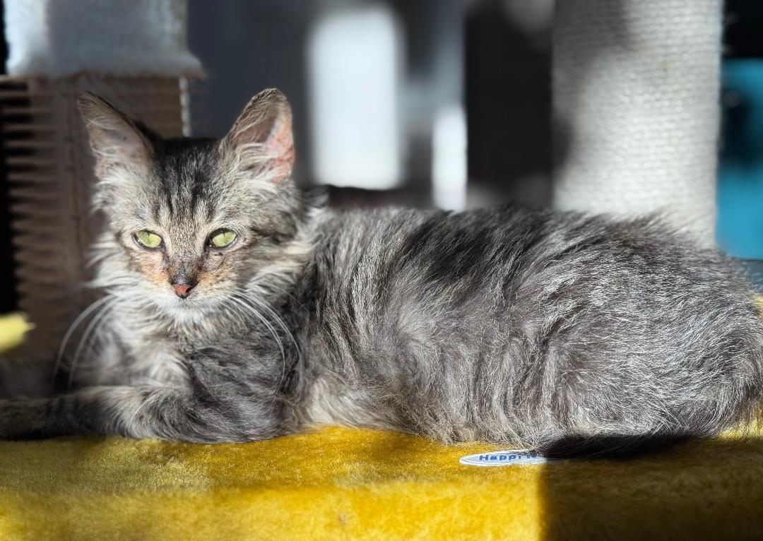 Hercules, a Adoptable Domestic Medium Hair in Terrell, TX image 2/3