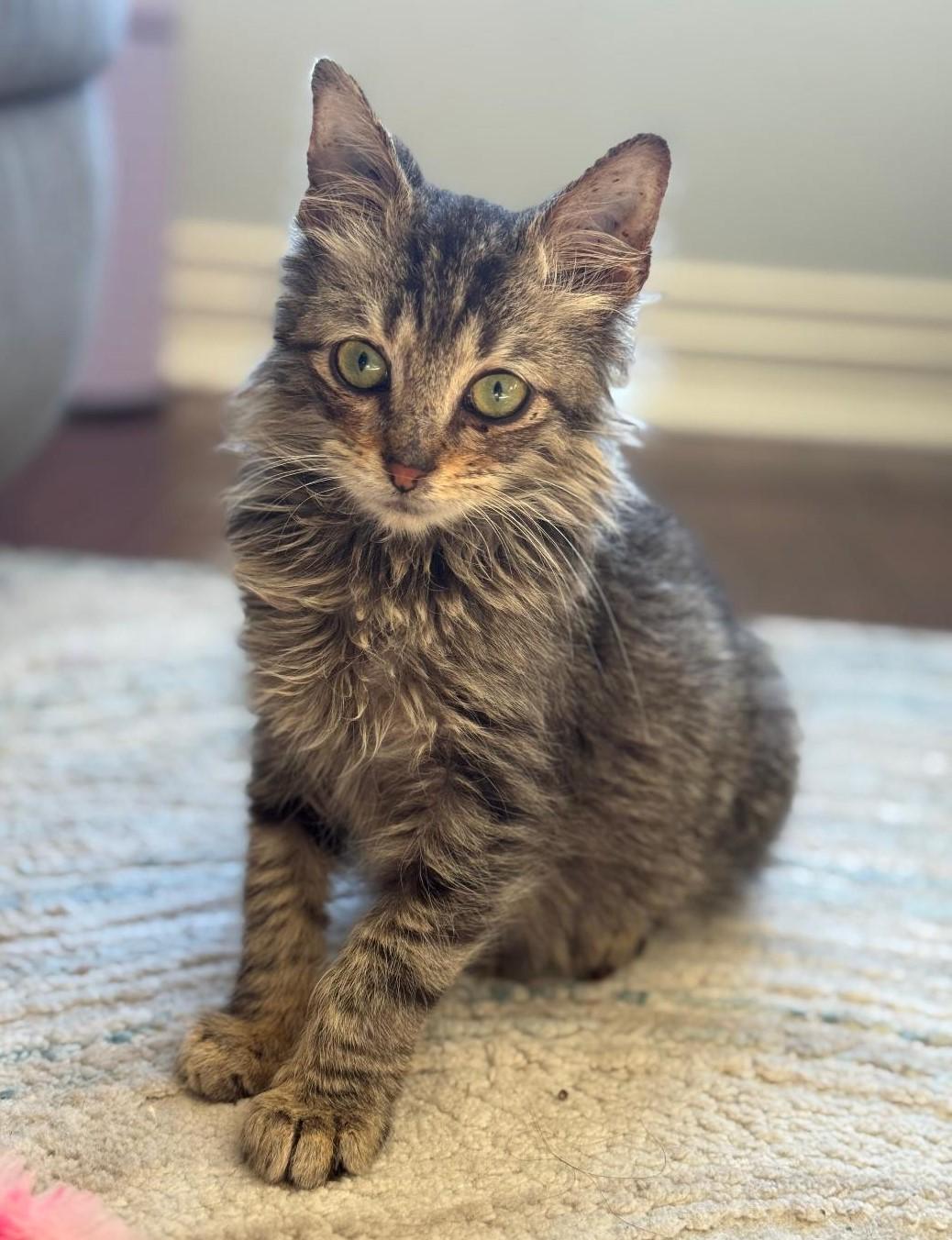 Hercules, a Adoptable Domestic Medium Hair in Terrell, TX image 3/3