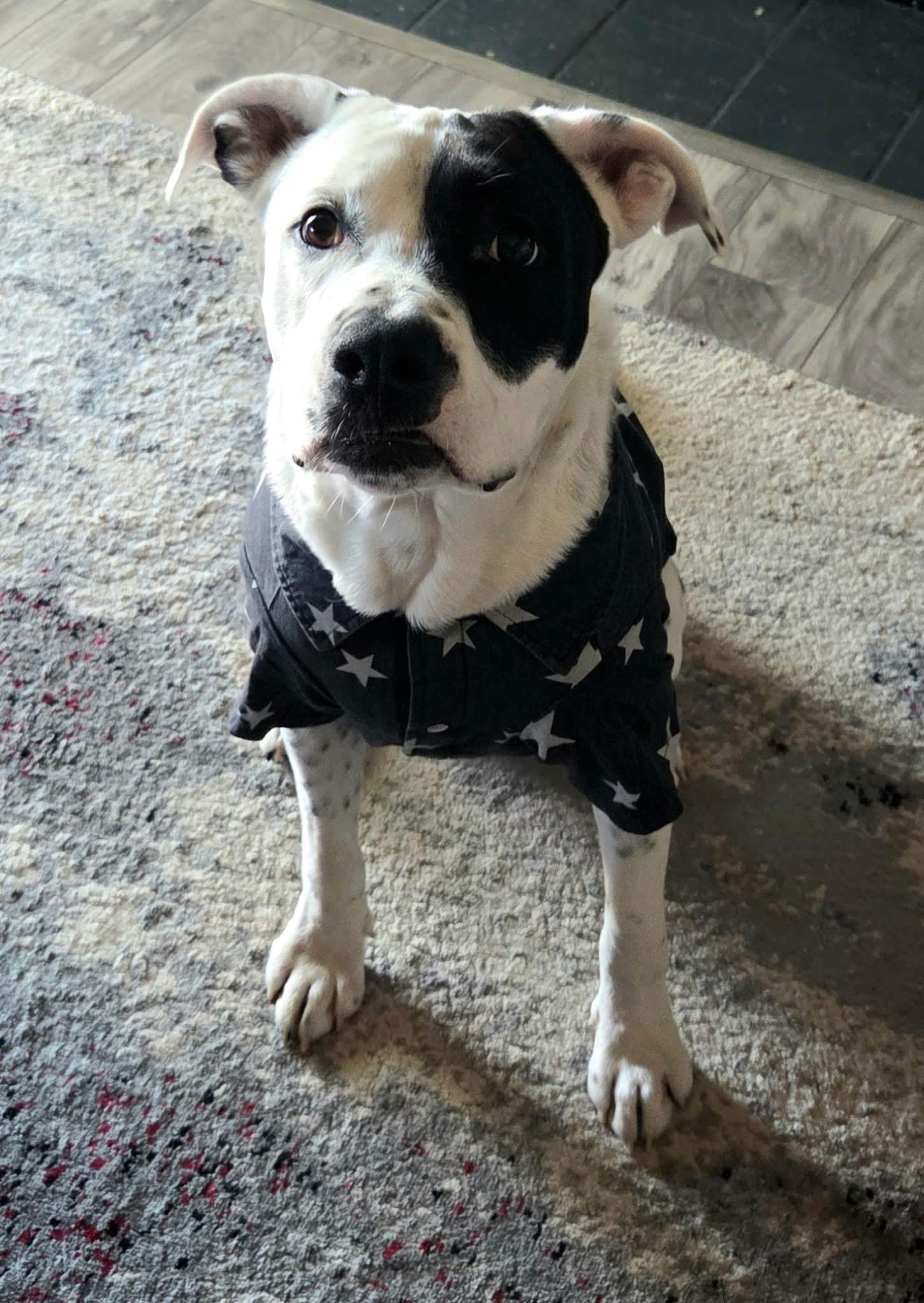 Dallas, Adopted, Adult Male Australian Shepherd & Pit Bull Terrier.