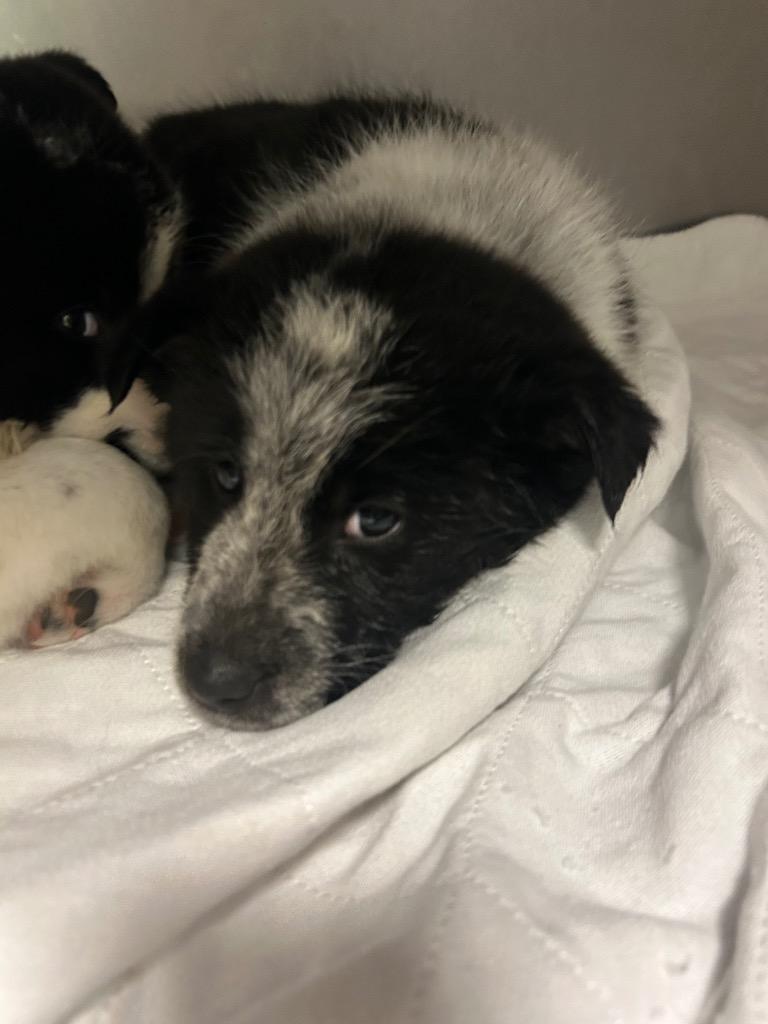 Yoder Pup 1, Adoptable, Puppy Male Collie & Australian Cattle Dog / Blue Heeler.