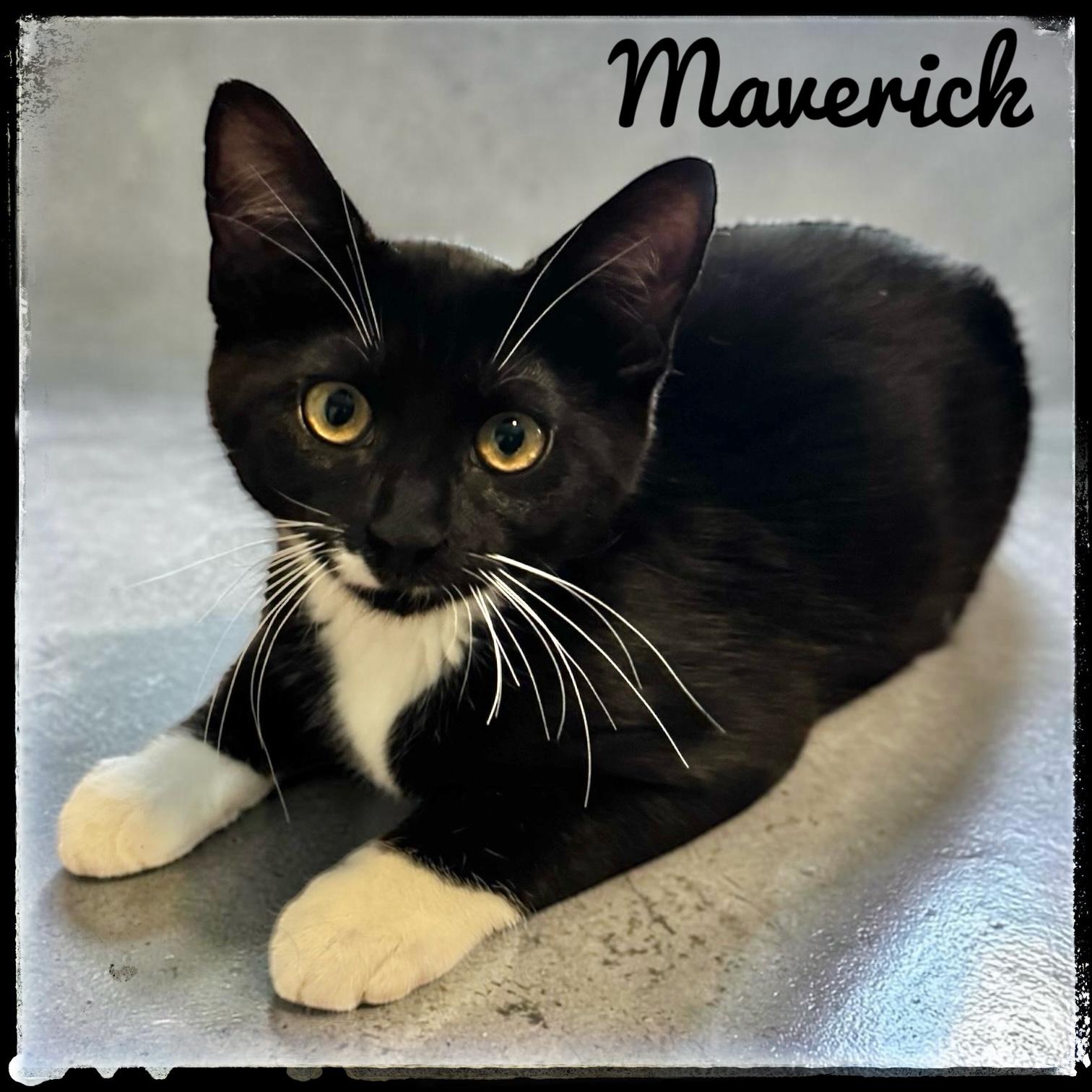 Enlarge Maverick, an adopted Domestic Short Hair in El Cajon, CA image 1/1
