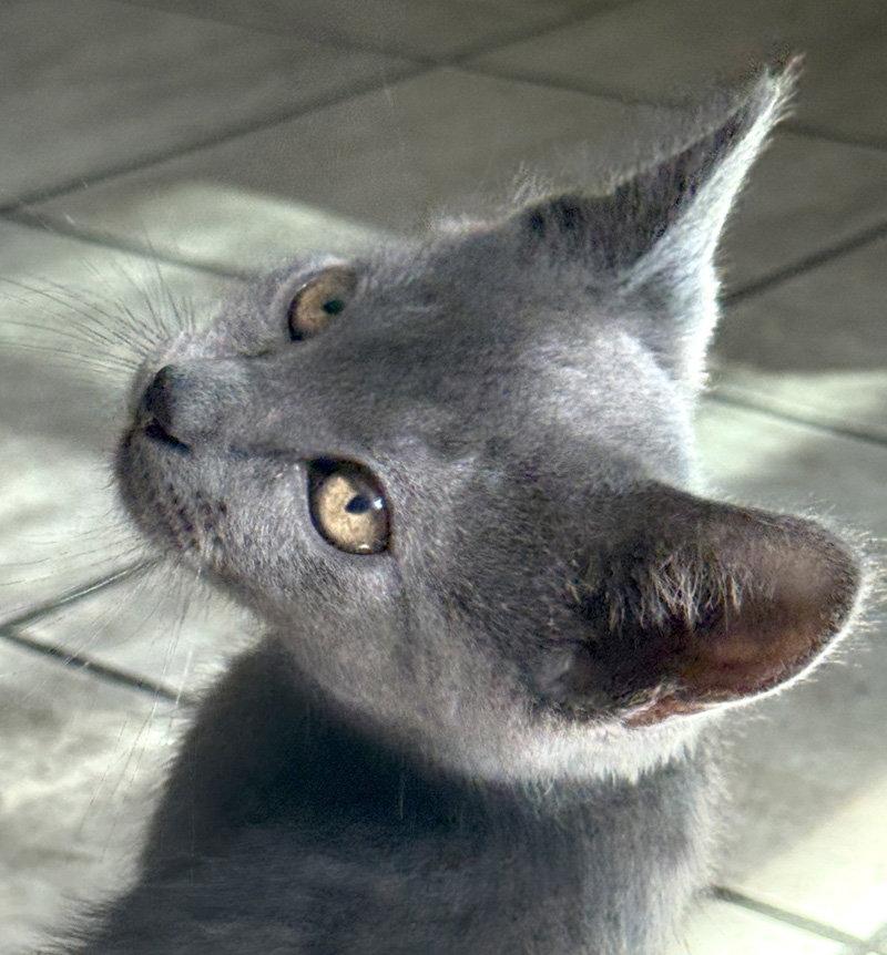 Enlarge Casper, a Adopted Domestic Short Hair in Ventura, CA image 1/3