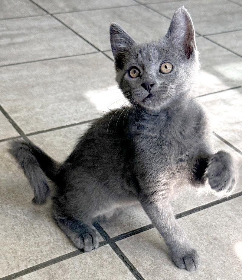 Enlarge Casper, a Adopted Domestic Short Hair in Ventura, CA image 2/3