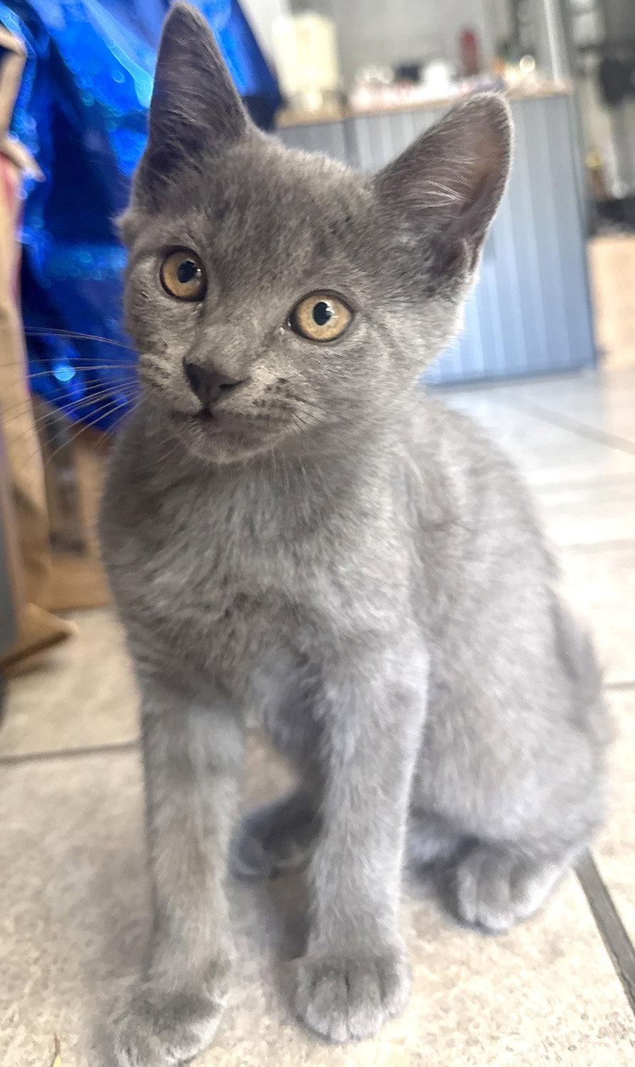 Enlarge Casper, a Adopted Domestic Short Hair in Ventura, CA image 3/3