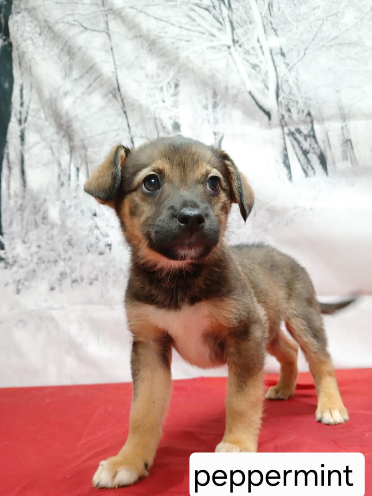 Peppermint, Adoptable, Puppy Female Collie & German Shepherd Dog.
