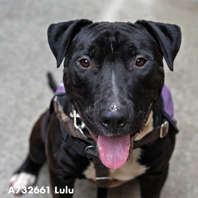 LULU, Adoptable, Young Male Bull Terrier & Mixed Breed.