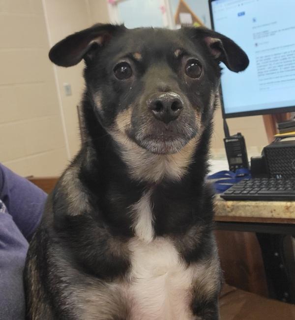 Nemo, Adoptable, Adult Male Chihuahua & Rat Terrier.
