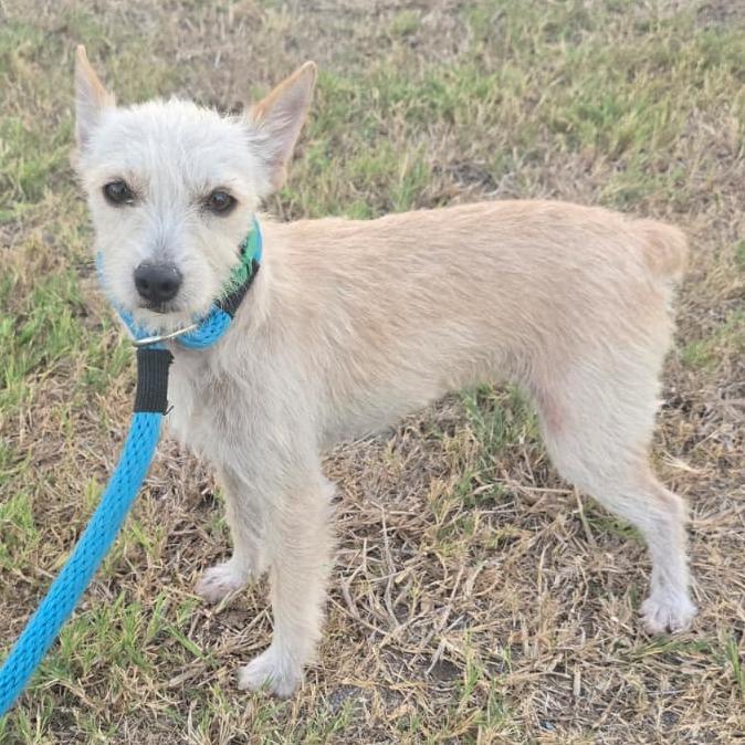Nessa, Adoptable, Young Female Wirehaired Terrier & Mixed Breed.