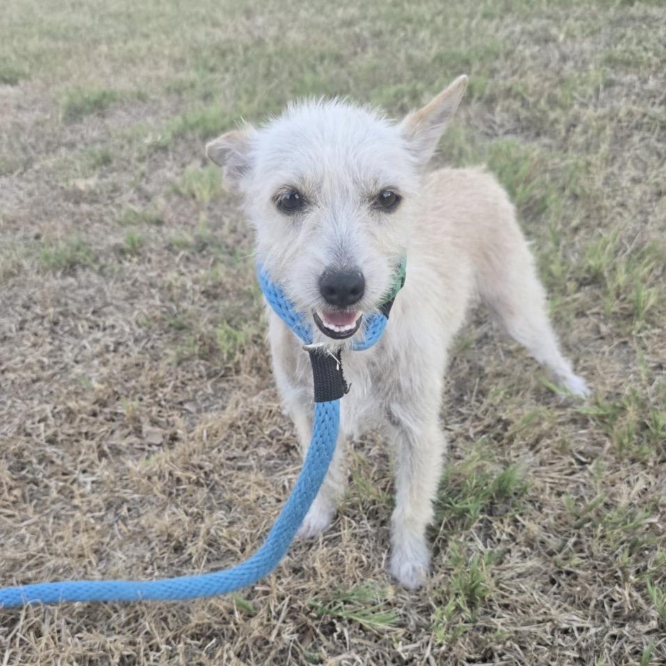 Enlarge Nessa, a Adoptable mixed breed in Oceanside, NY image 2/5