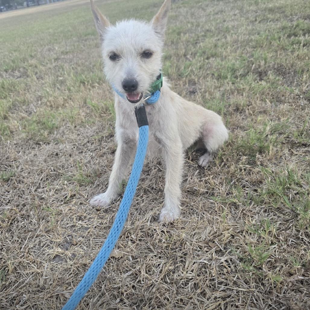 Enlarge Nessa, a Adoptable mixed breed in Oceanside, NY image 3/5