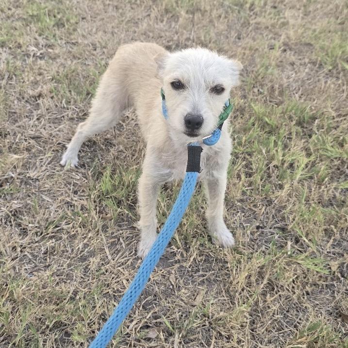 Enlarge Nessa, a Adoptable mixed breed in Oceanside, NY image 4/5