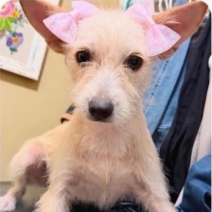 Enlarge Nessa, a Adoptable mixed breed in Oceanside, NY image 5/5