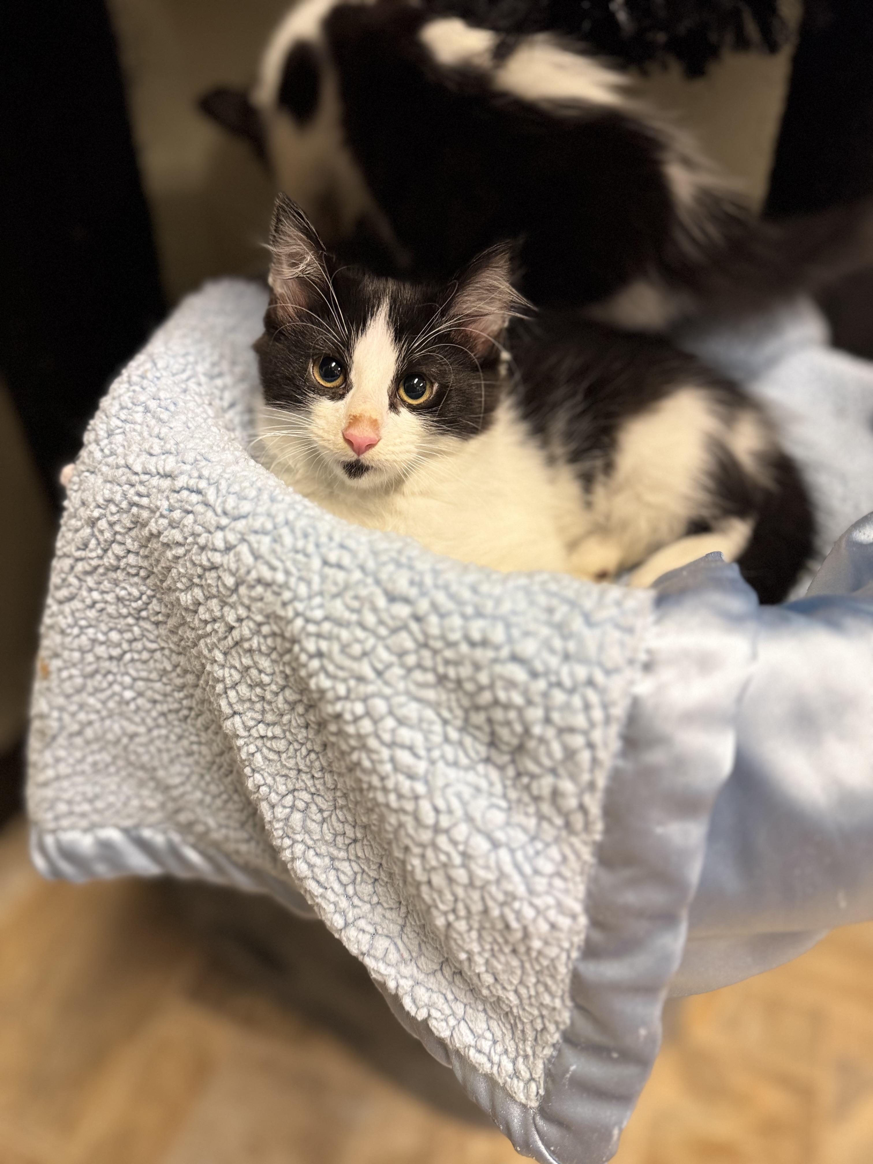 Muffin, ADOPTABLE, Kitten Female Domestic Long Hair.