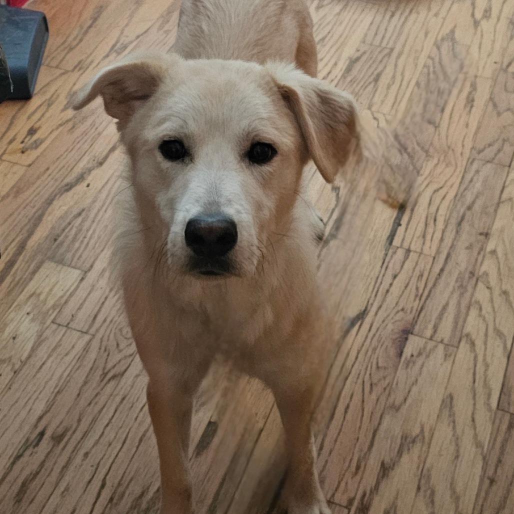 Enlarge Opie, a Adoptable Yellow Labrador Retriever in mount vernon, AR image 1/1