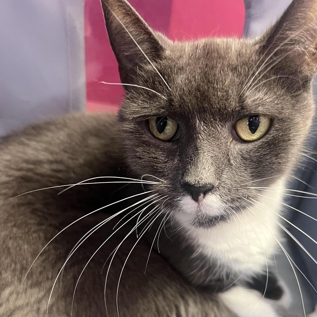 Enlarge Freddie, a Adoptable Domestic Short Hair in Hudson, NY image 1/1