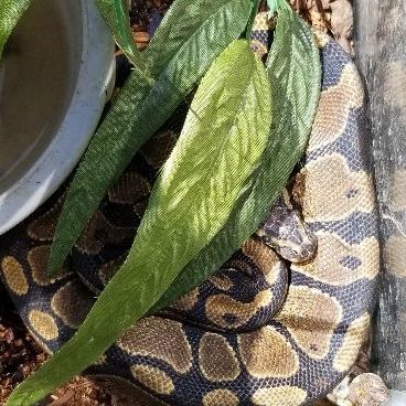 Monte, an adopted Ball Python in Modesto, CA_image-1