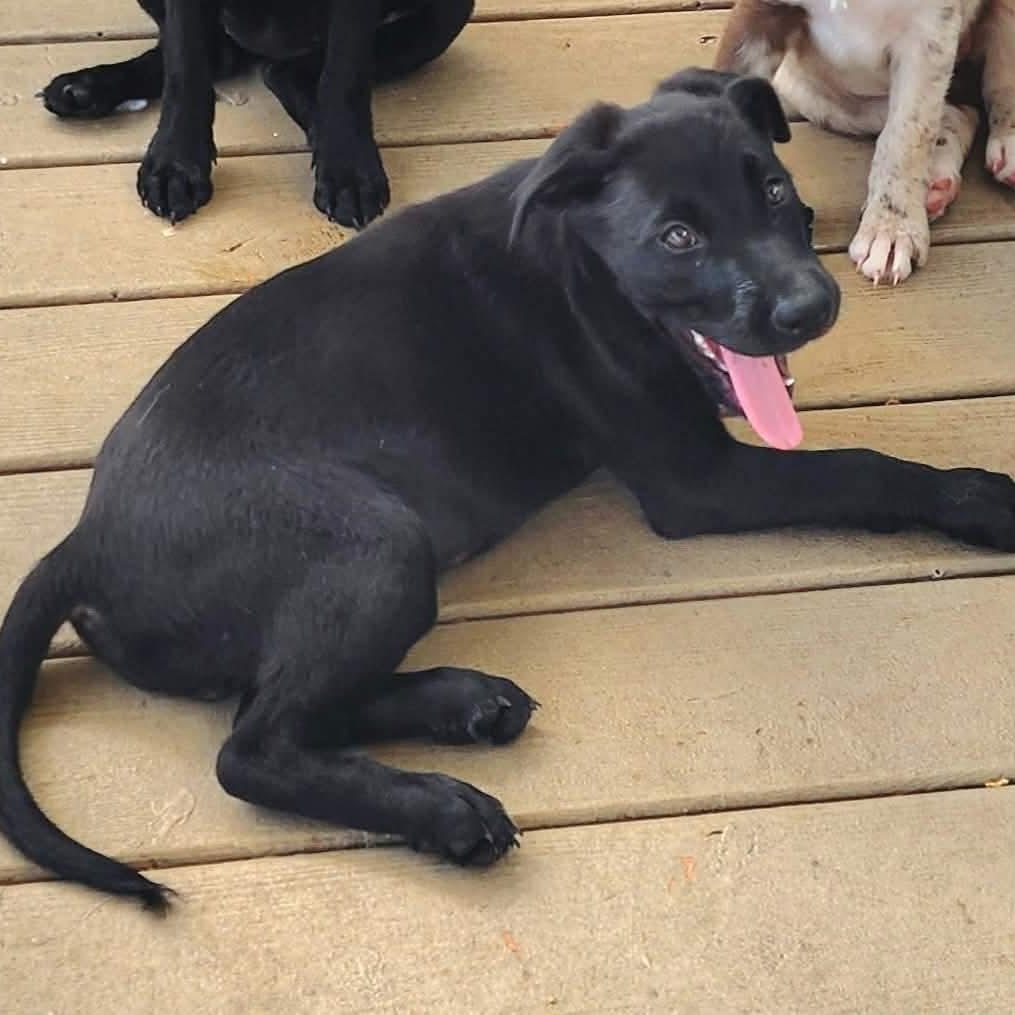 Enlarge Gelato, a Adoptable mixed breed in DeWitt, NY image 5/6