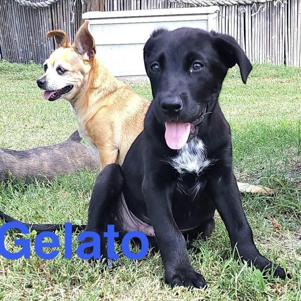 Enlarge Gelato, a Adoptable mixed breed in DeWitt, NY image 3/6