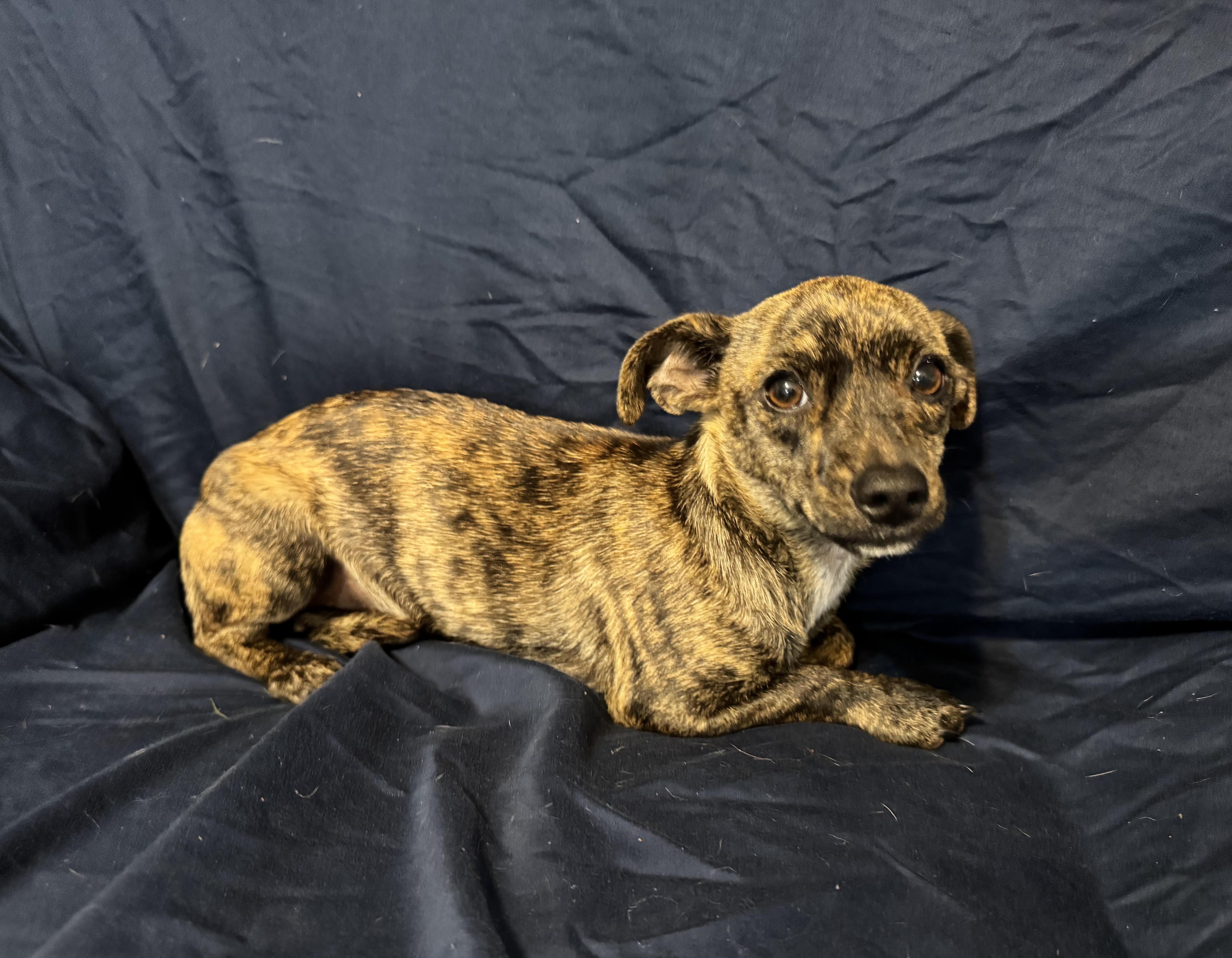 Nugget, a ADOPTABLE Chihuahua in Maiden, NC image 3/5