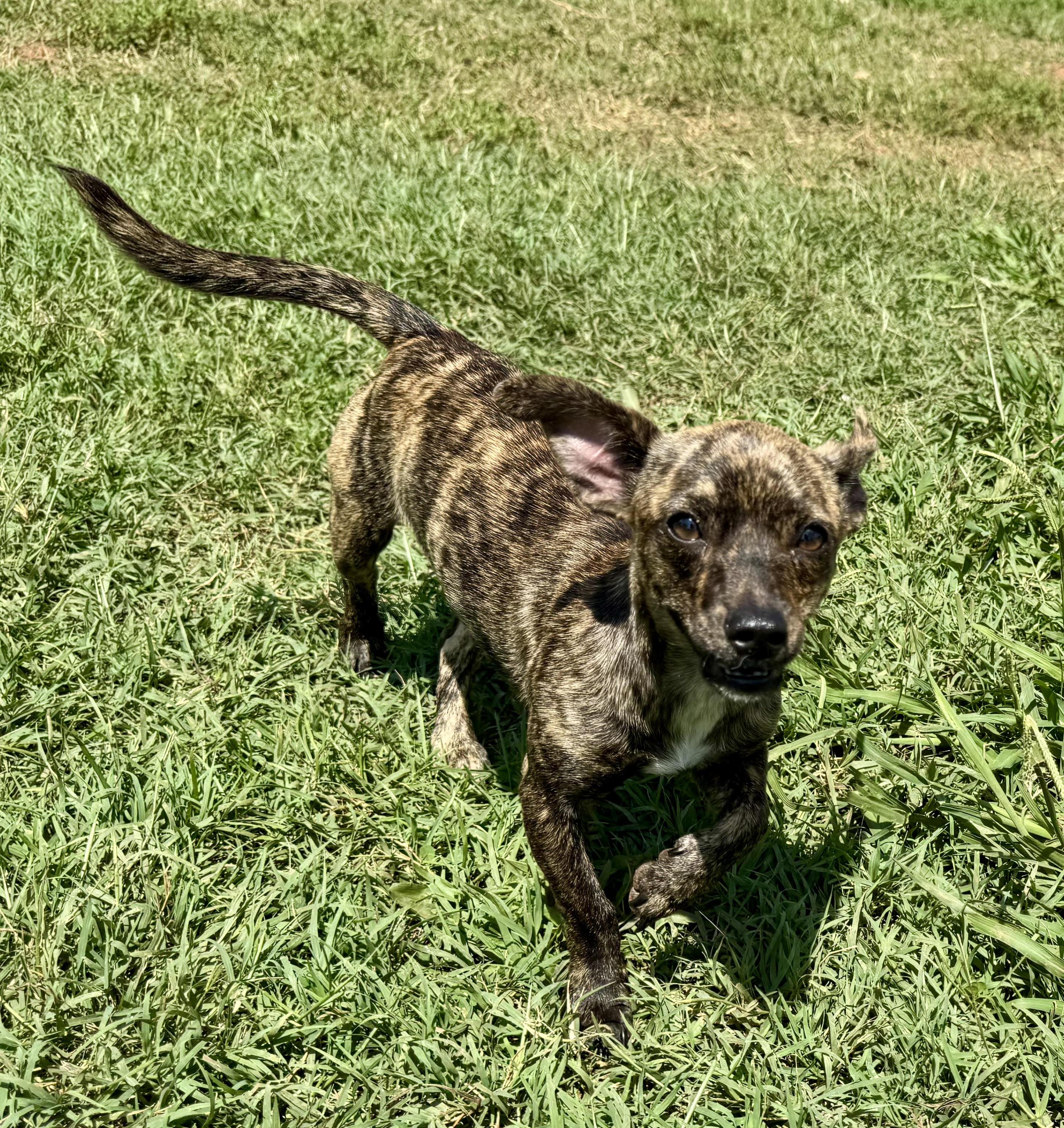 Nugget, a ADOPTABLE Chihuahua in Maiden, NC image 2/5