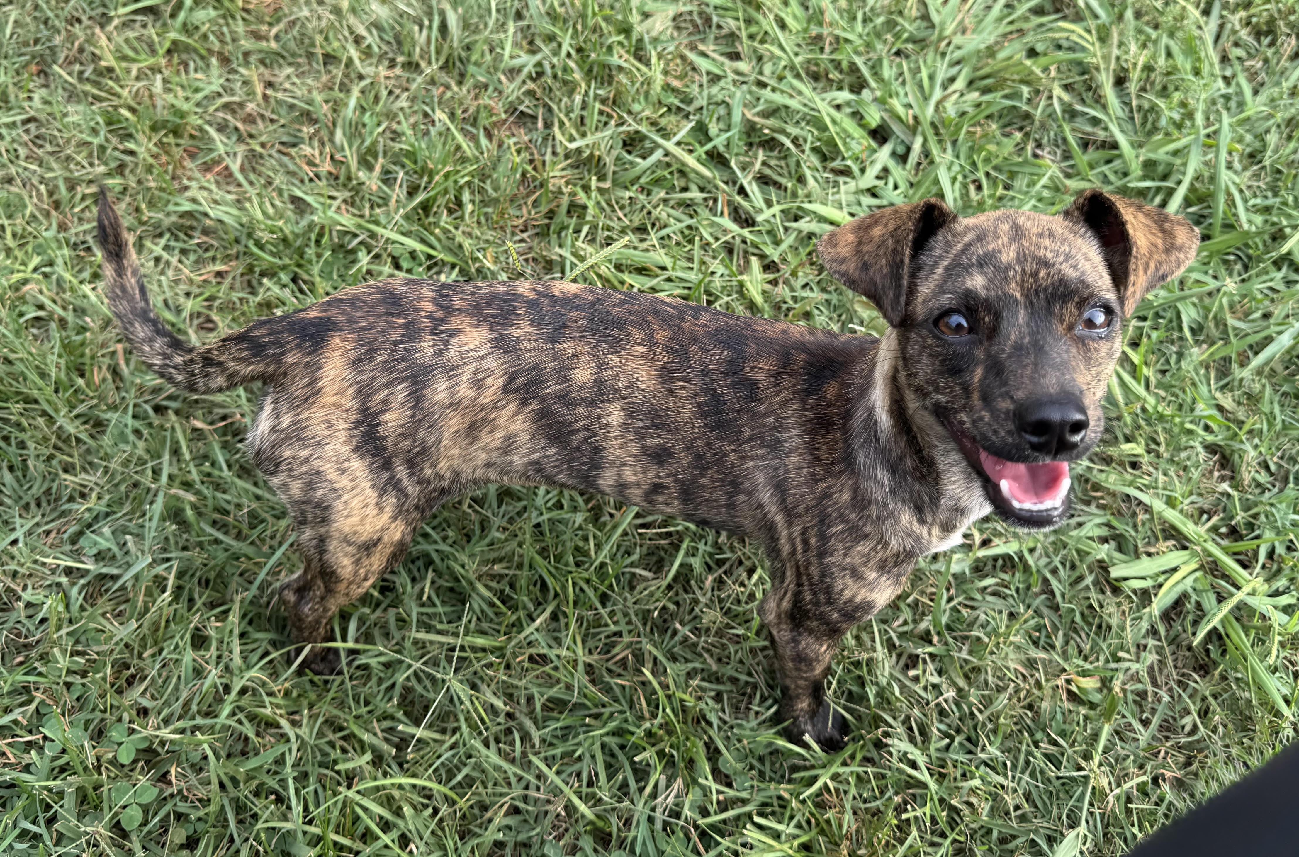 Nugget, ADOPTABLE, Young Female Chihuahua.