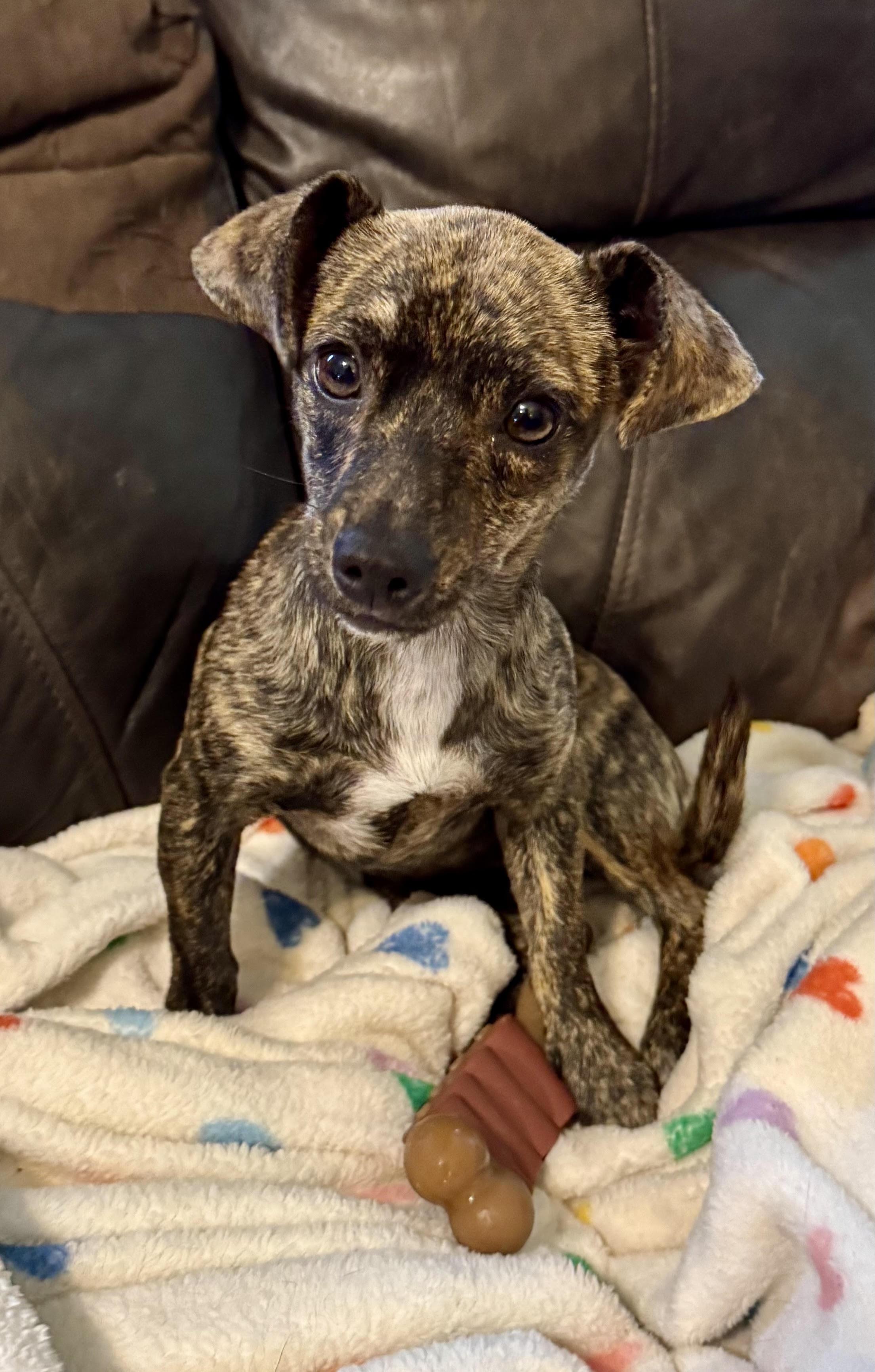 Nugget, a ADOPTABLE Chihuahua in Maiden, NC image 4/5