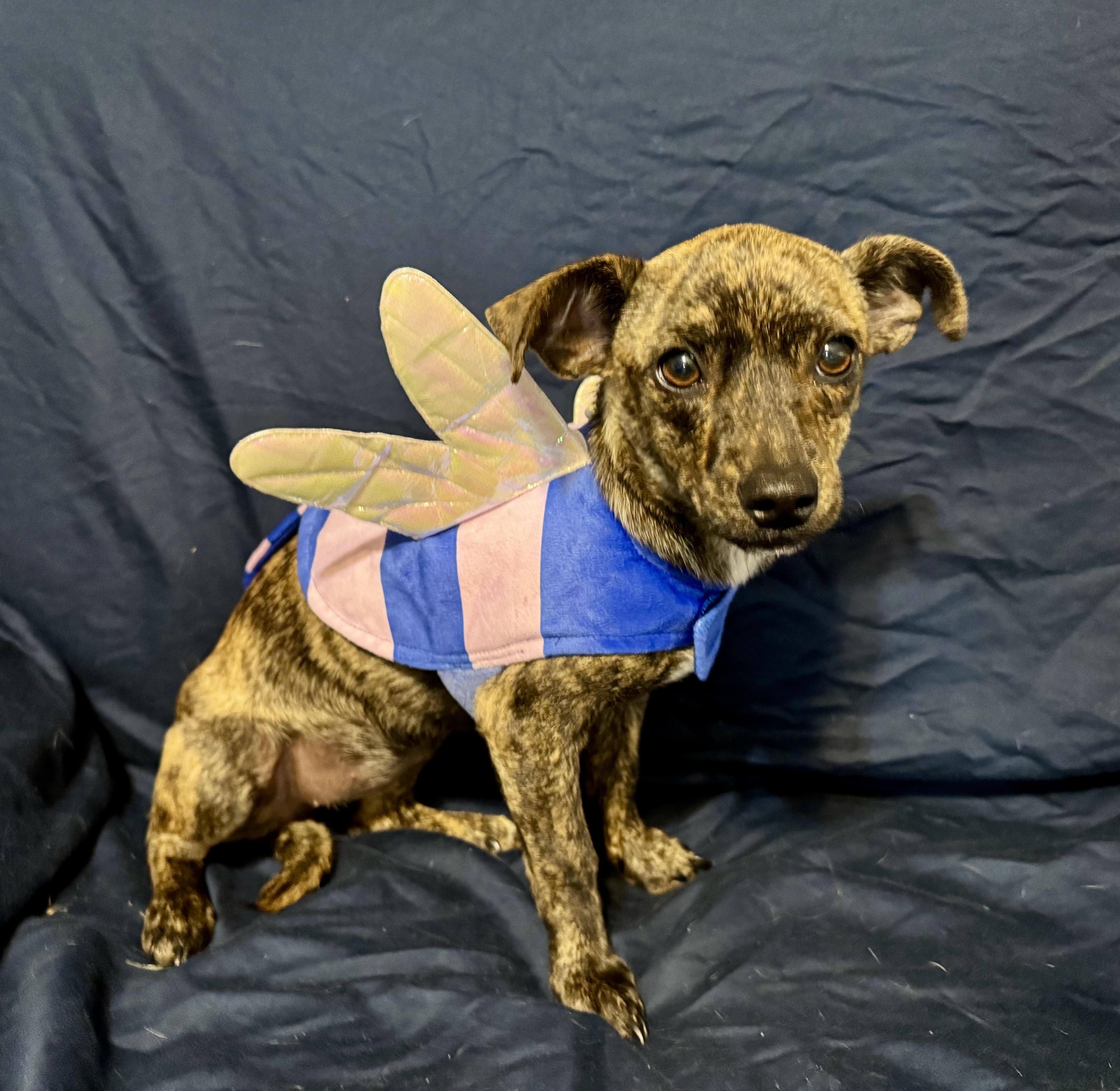 Nugget, ADOPTABLE, Young Female Chihuahua.