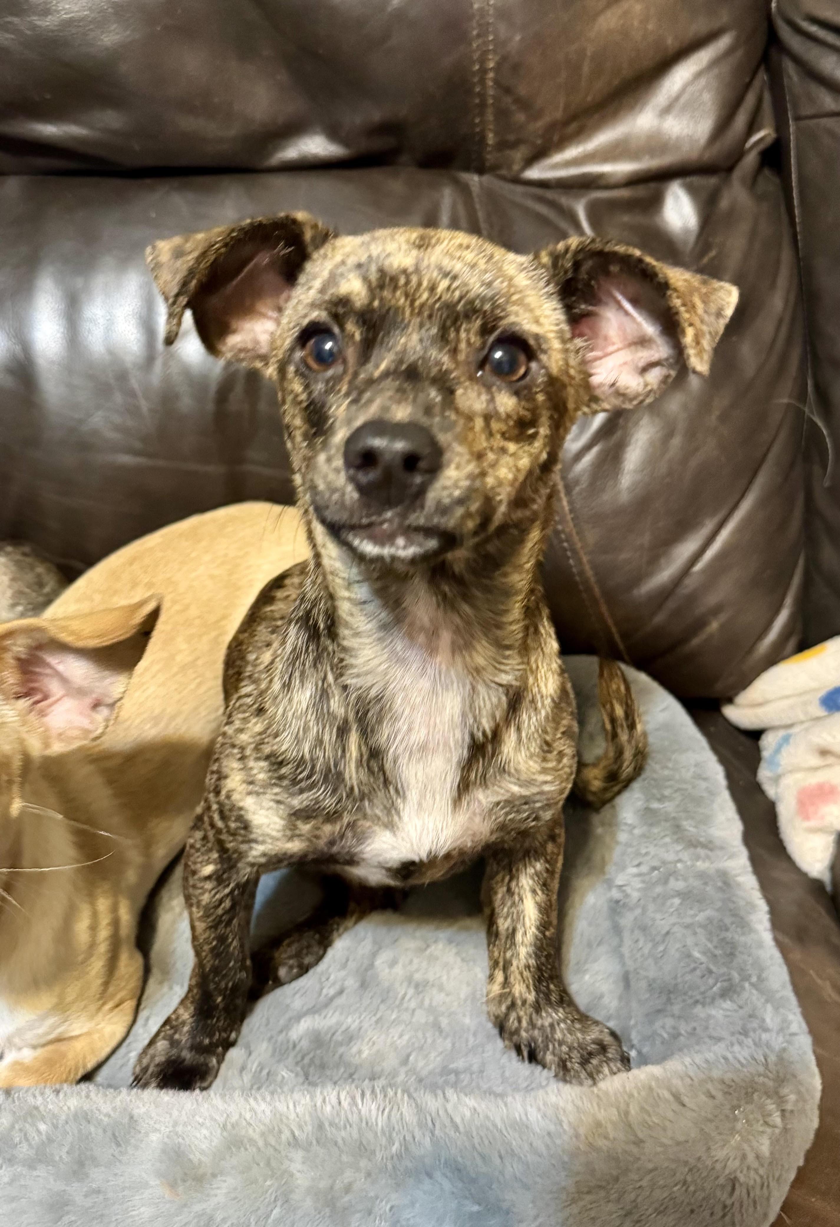 Nugget, a ADOPTABLE Chihuahua in Maiden, NC image 5/5