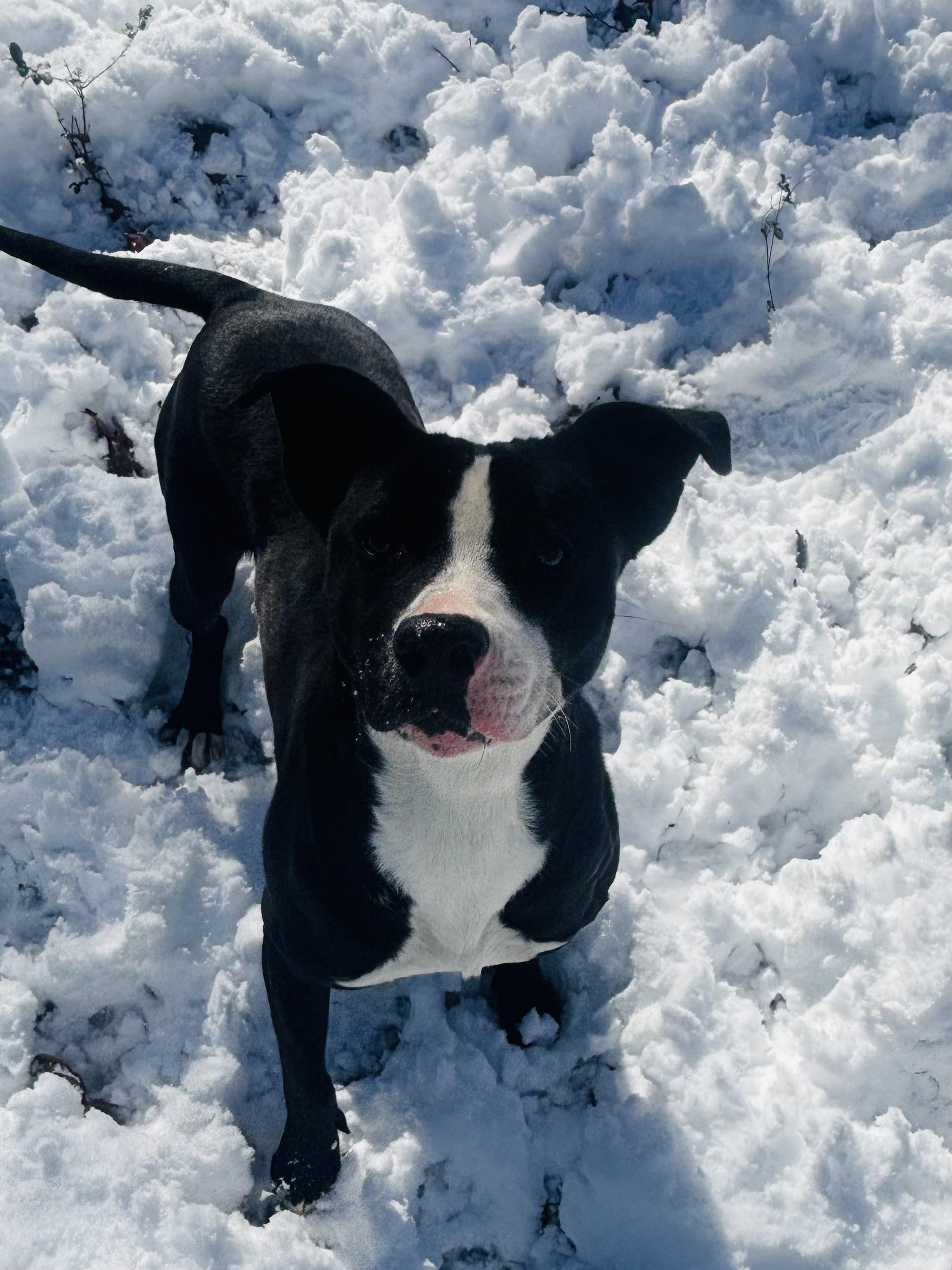 Enlarge Jennifer, a Adoptable Mixed Breed in Rogers, AR image 1/2