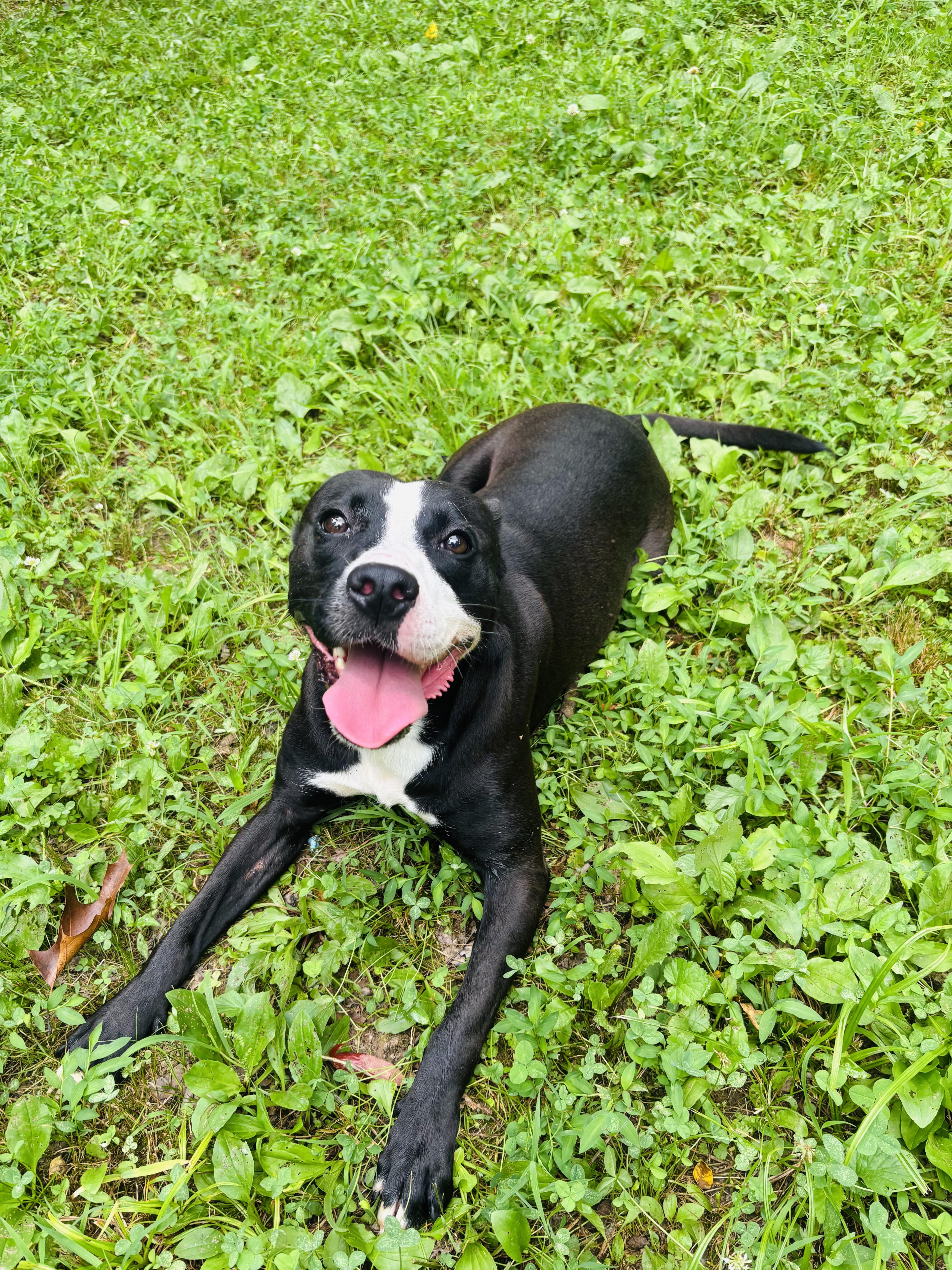 Enlarge Jennifer, a Adoptable Mixed Breed in Rogers, AR image 1/3