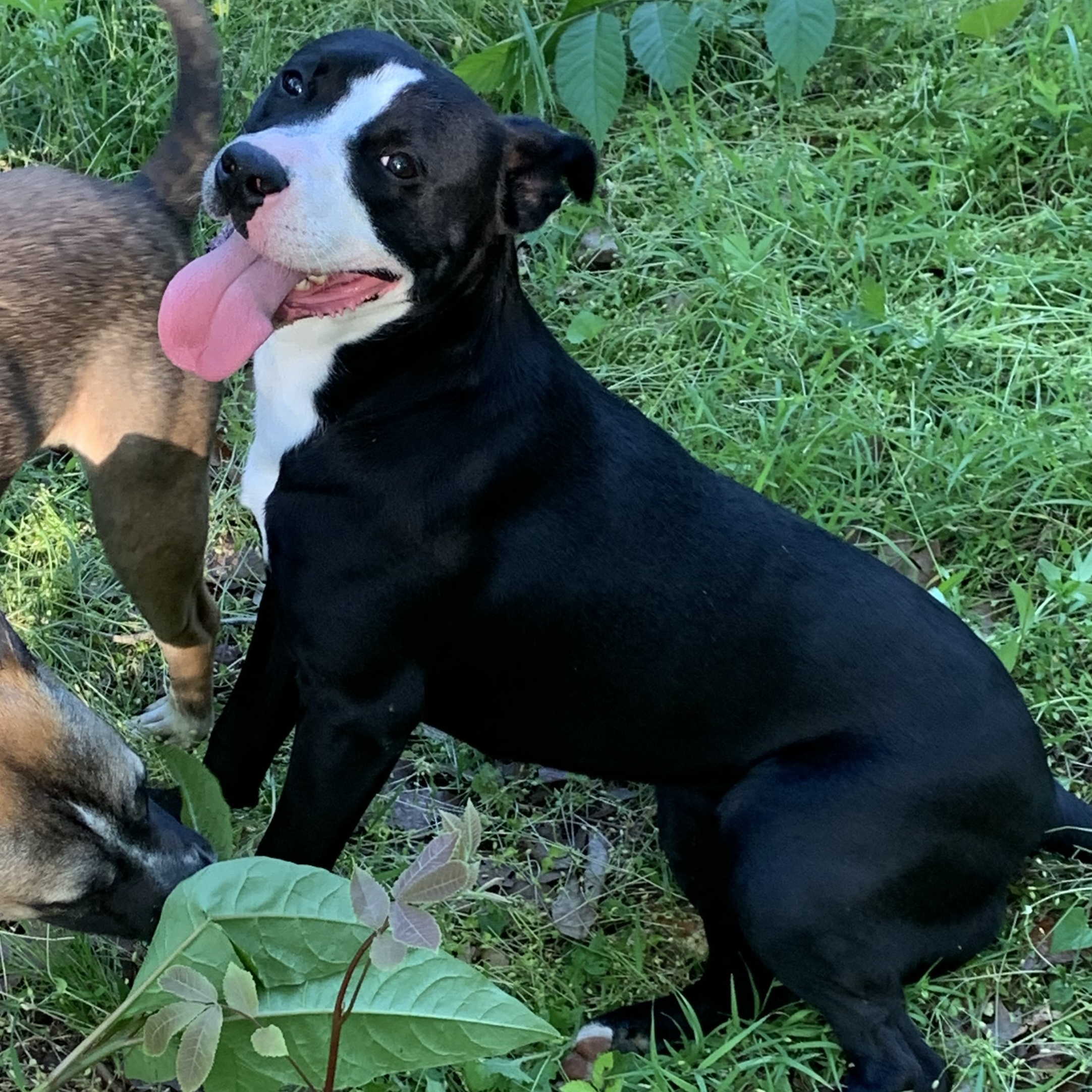 Enlarge Jennifer, a Adoptable Mixed Breed in Rogers, AR image 2/2