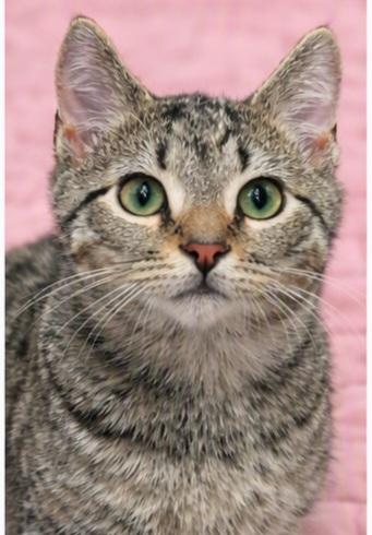 Woody, adopted, Kitten Male Domestic Short Hair.
