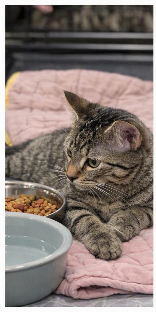 Enlarge Woody, an adopted Domestic Short Hair in Morganton, NC image 2/3