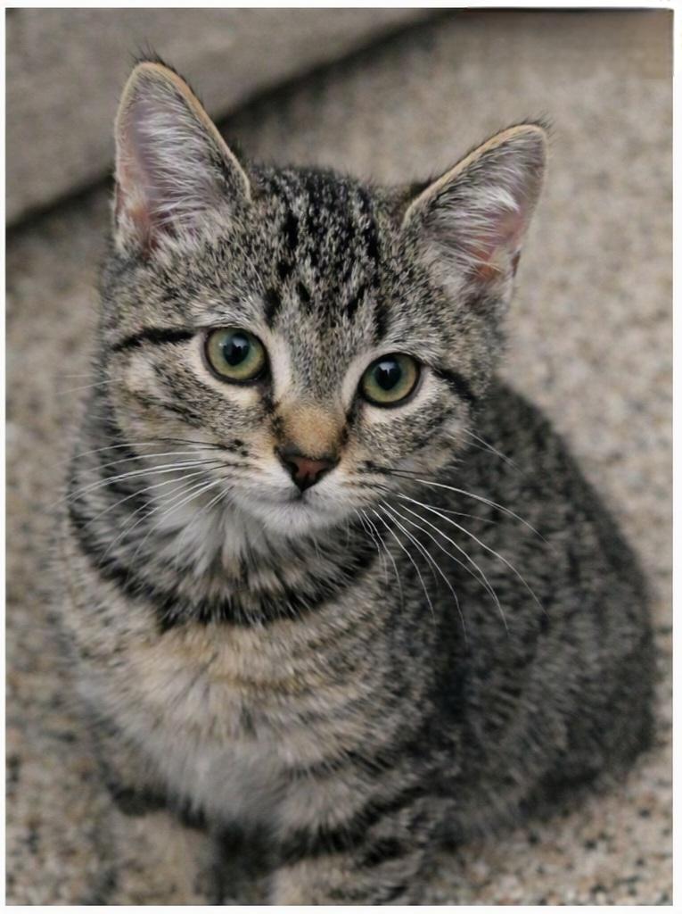 Enlarge Woody, an adopted Domestic Short Hair in Morganton, NC image 3/3