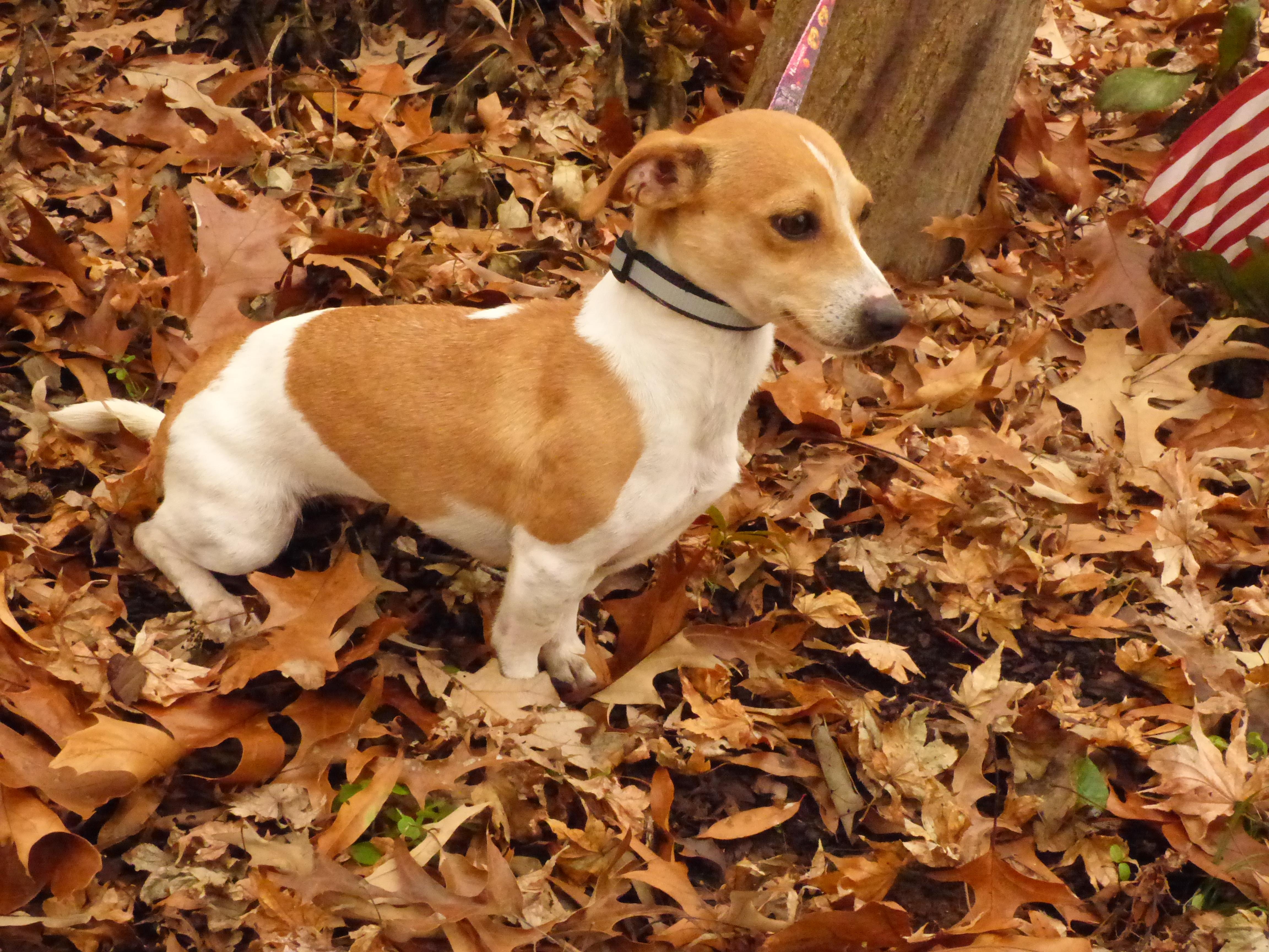 Enlarge  Ainsley, a ADOPTABLE Jack Russell Terrier in Harrisburg, PA image 1/5