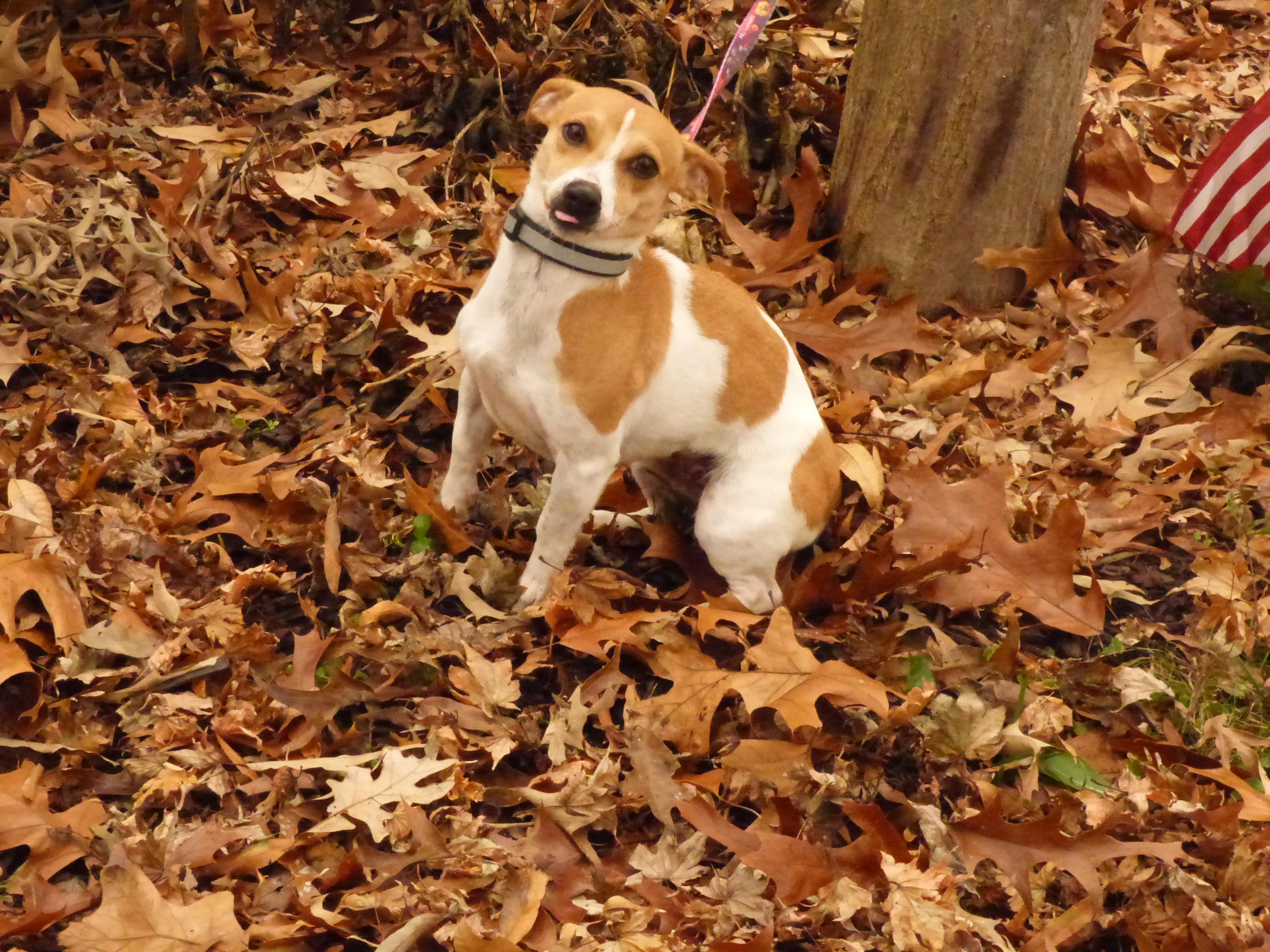 Enlarge  Ainsley, a ADOPTABLE Jack Russell Terrier in Harrisburg, PA image 4/5